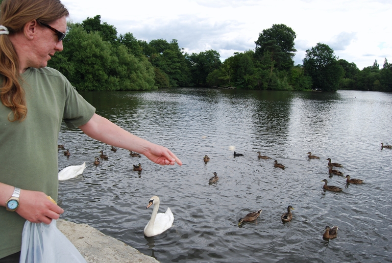 Daddy feeding ducks.jpg